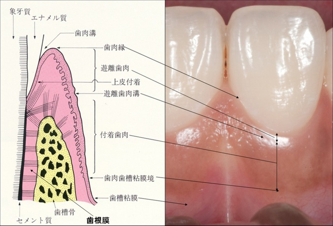 歯周組織の解剖学的構造について